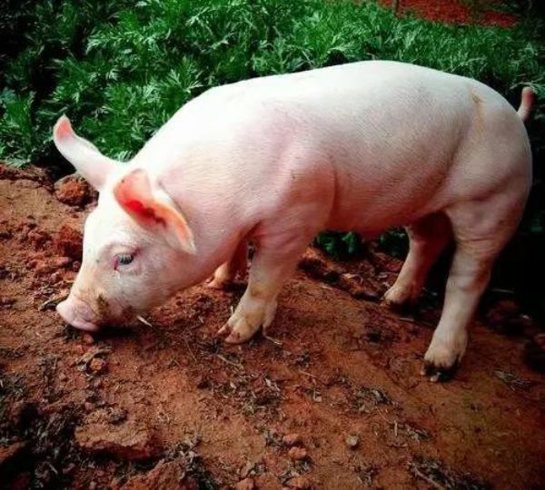 Henan Ruihang Agriculture and Animal Husbandry Science Pig Raising Knowledge Sharing -- Keeping the Pig Farm Warm and Insect Repellent in Winter