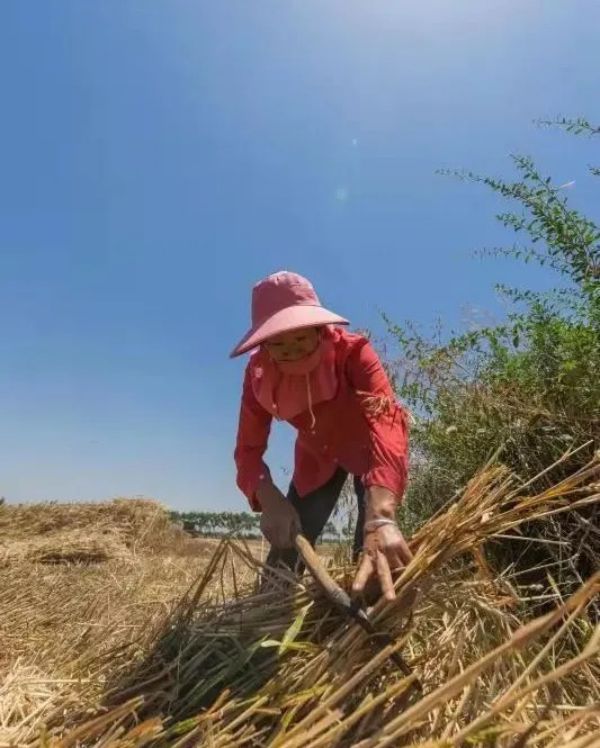 Offering Love, Helping Wheat Harvest, and Preventing Epidemic -- Swiss Airways Agriculture and Animal Husbandry Carries out "Three Summers" Condolences