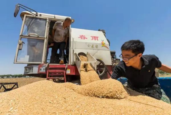 Offering Love, Helping Wheat Harvest, and Preventing Epidemic -- Swiss Airways Agriculture and Animal Husbandry Carries out "Three Summers" Condolences